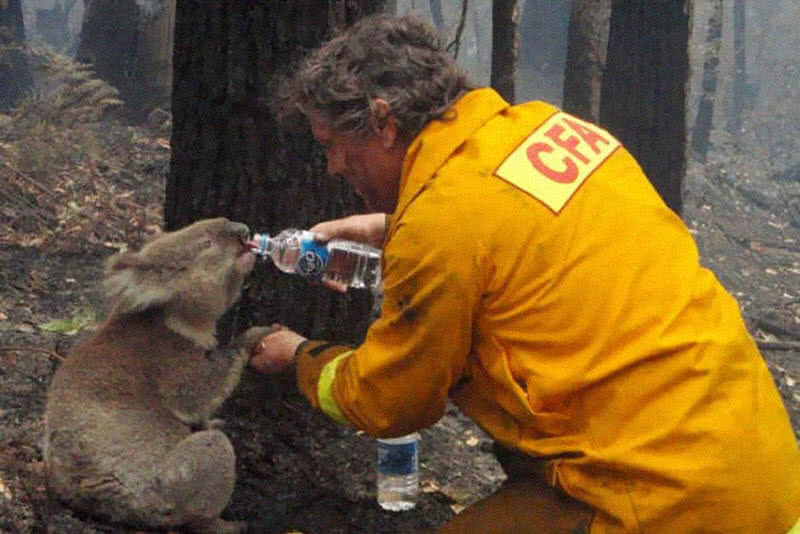 Firefighter gives water to Koala during Australian  bushfires in 2009
