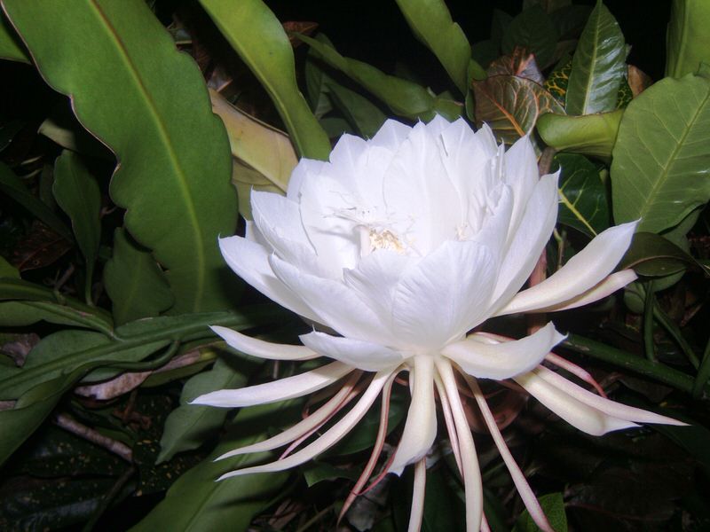 Kadupul Flower