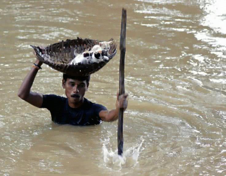 Kind hearted villager saves kittens from massive  flood attack in Cuttak, India in 2011