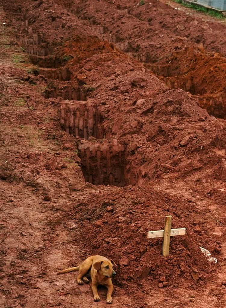 Loyal dog 'Leao' refuse to go away from his owner's  grave