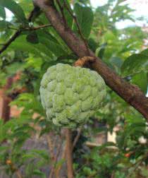 Rarest Fruits You Probably Haven T Even Heard Of The Mysterious World