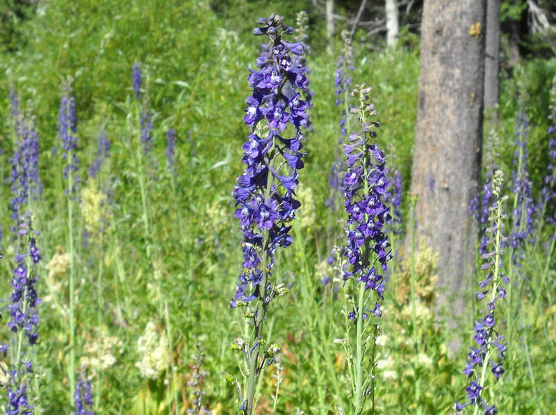 wolfsbane paralytic wolfsbane paralytic