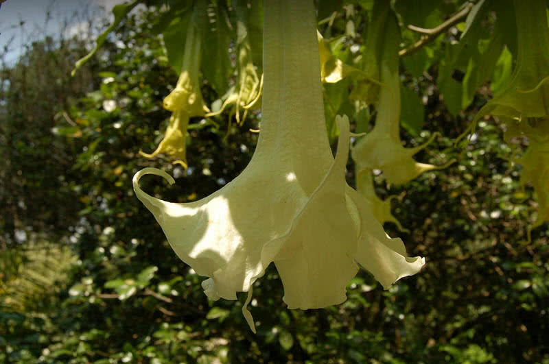 Top 10 Most Deadliest Plants In The World The Mysterious World