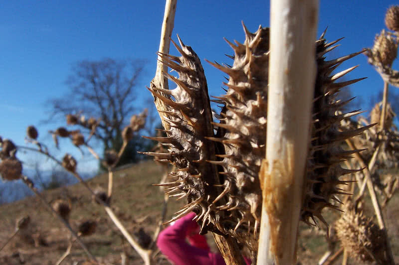 Top 10 Most Deadliest Plants In The World The Mysterious World