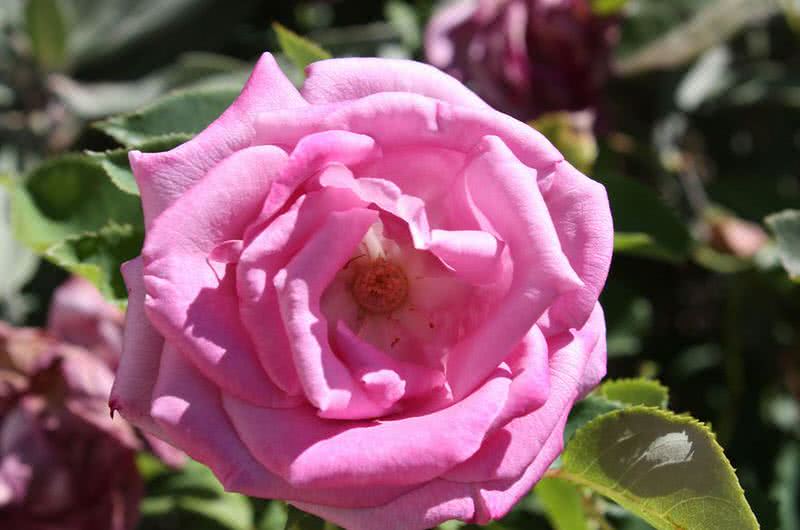 fragrant plum rose