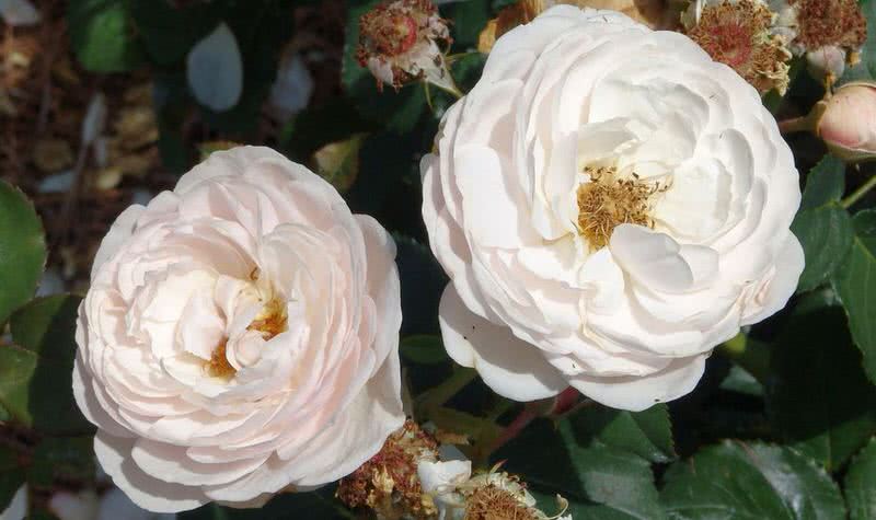 good fragrant heritage rose