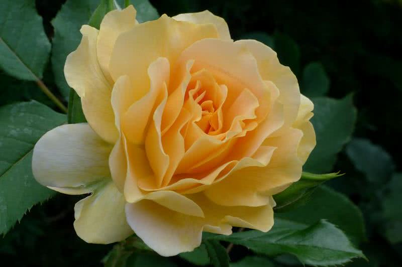fragrant honey perfume rose