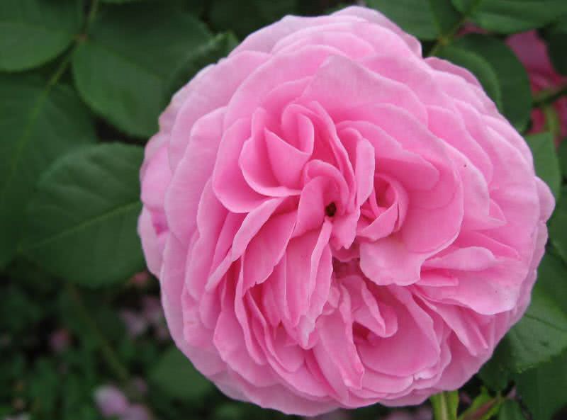 strong fragrant louise odier rose