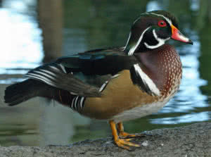 wood duck
