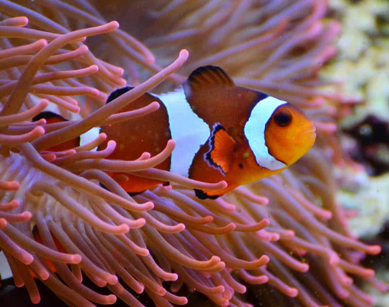 clown fish