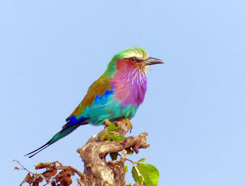 liac breasted roller