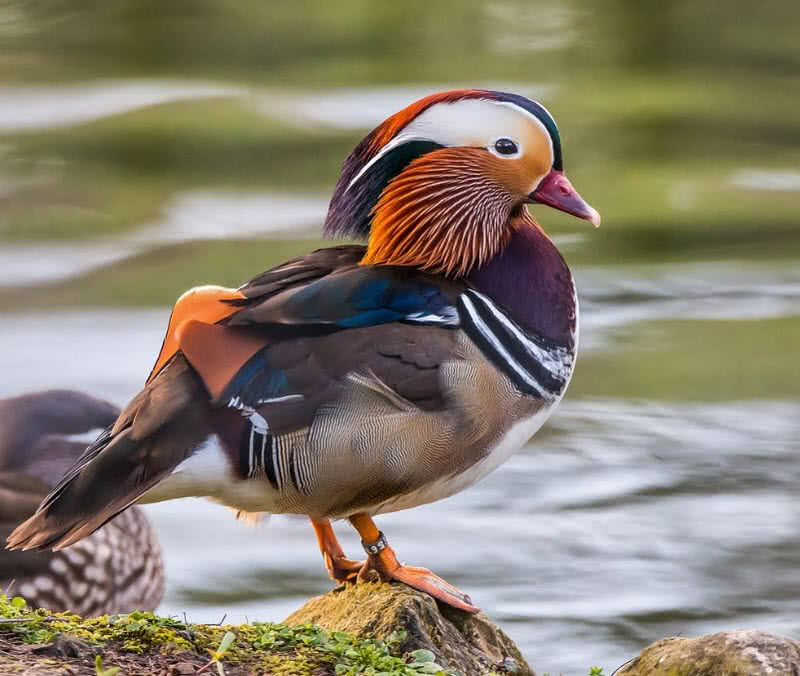 mandarin duck