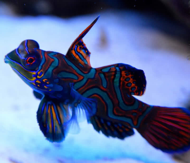 mandarin fish