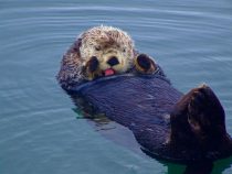 Otters