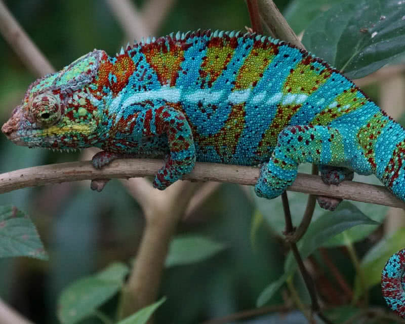 panther chameleon