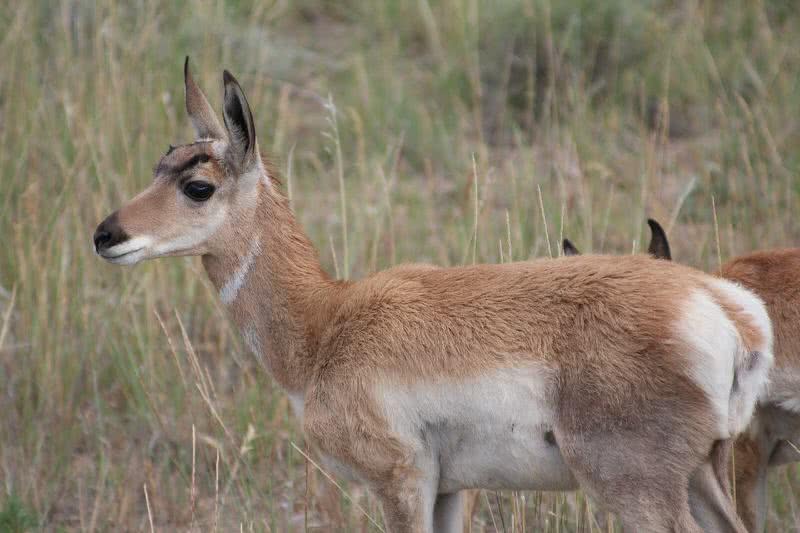 antílope de pronghorn