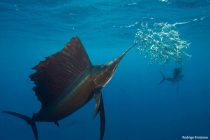 Sailfish