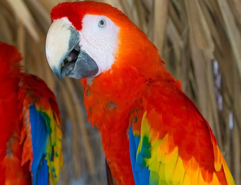 scarlet macaw