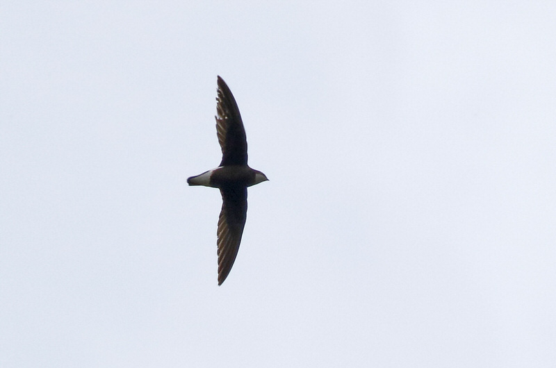 Spine-tailed Swift