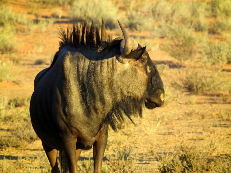 blue wildbeest