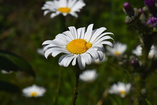 chamomile