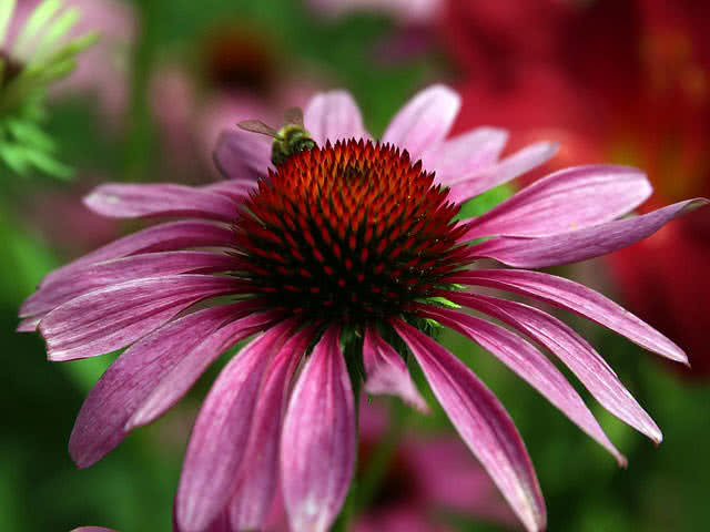 echinacea