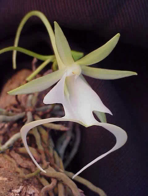 Orquídea fantasma