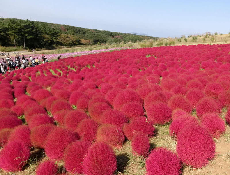 Hitachi seaside park