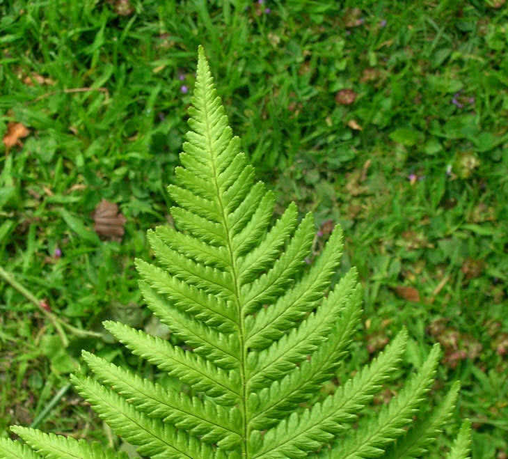 lady ferns