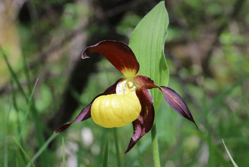 lady-slippers-orchid