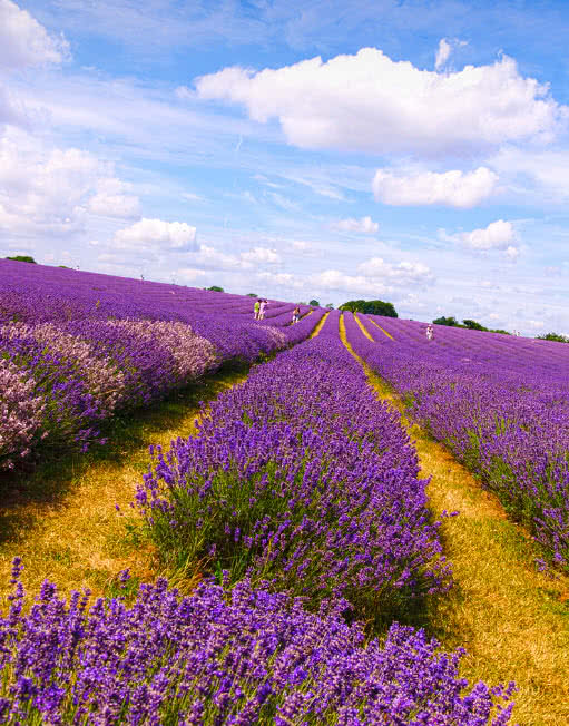 Lavender-Fields, London