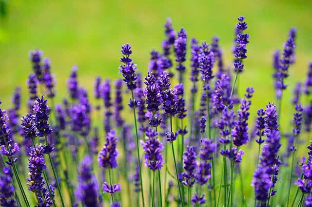 Purple Blooms For The Fall Garden Ramblings From A Desert Garden