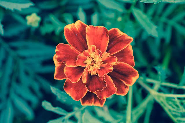 marigold