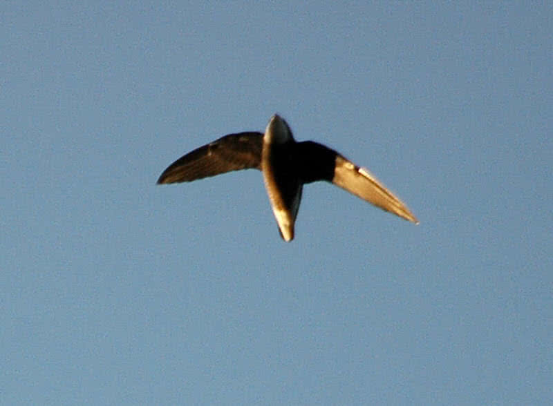 spine tailed swift