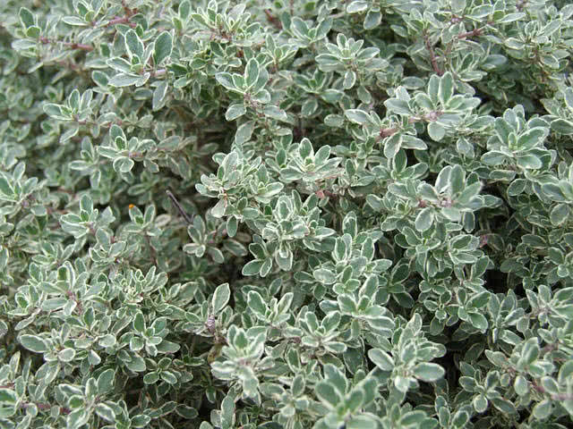 thyme