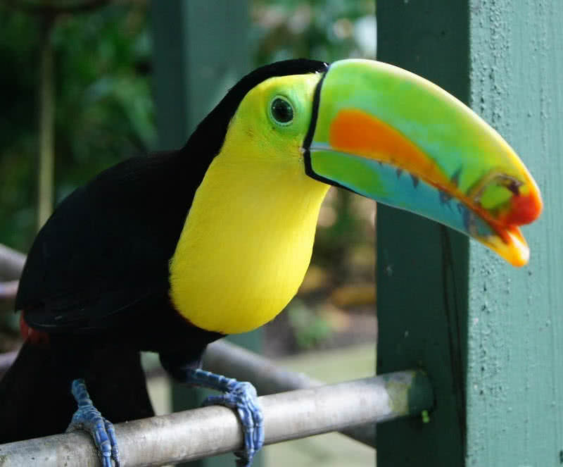 toucan