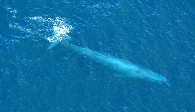 baleia Azul