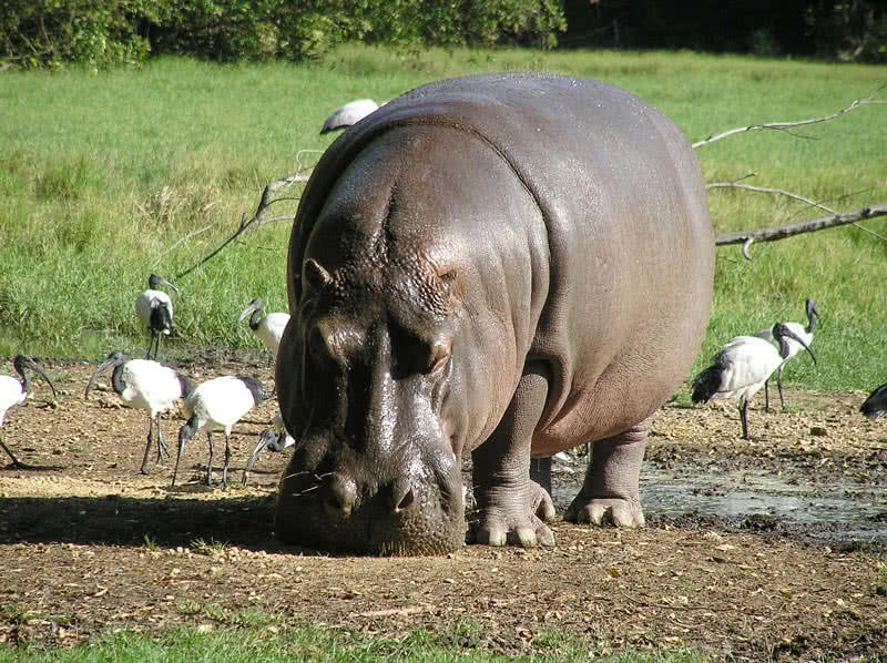 Top 10 Heaviest Animals In The World The Mysterious World