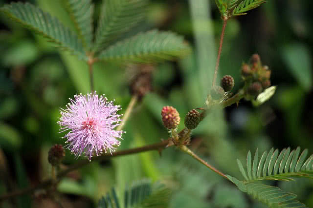 mimosa pudica