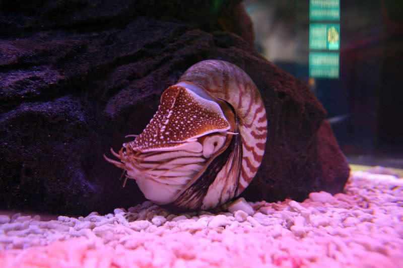 nautilus