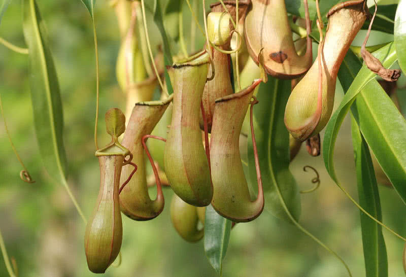 plantas mais estranhas e surpreendentes