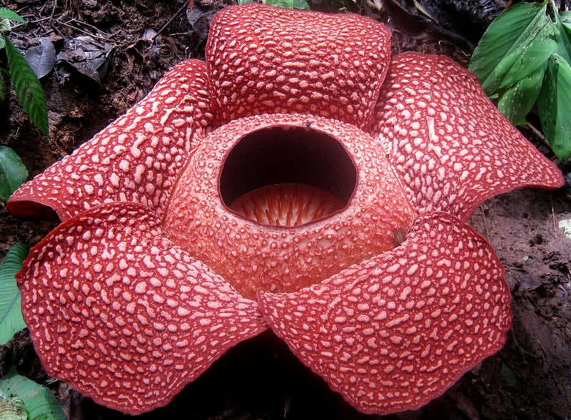rafflesia arnoldii