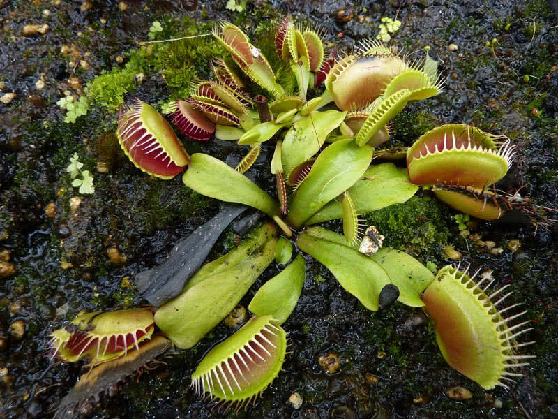 venus flytrap