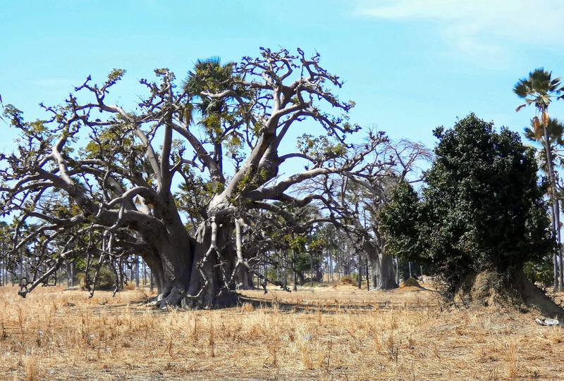 baobab tree