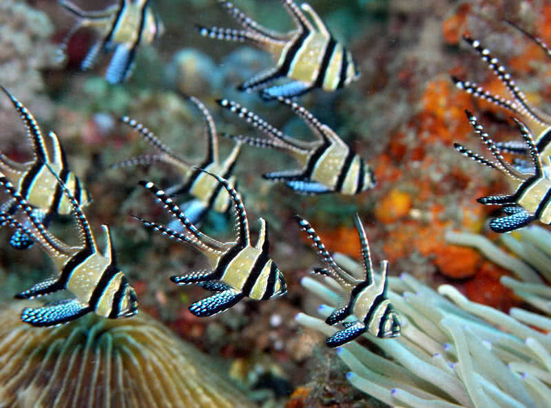 Banggai cardinalfish