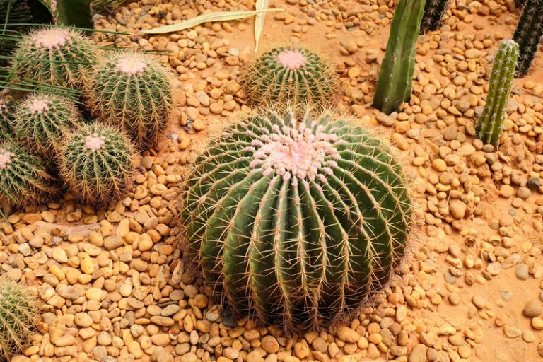 Top 10 Most Mysterious Desert Plants In The World - The Mysterious World