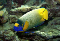 most beautiful fishes