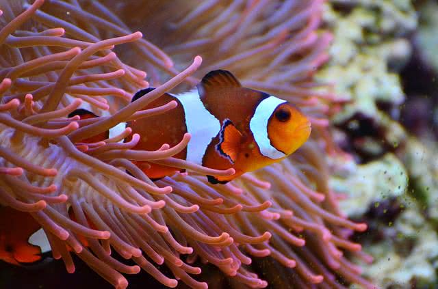 clown fish