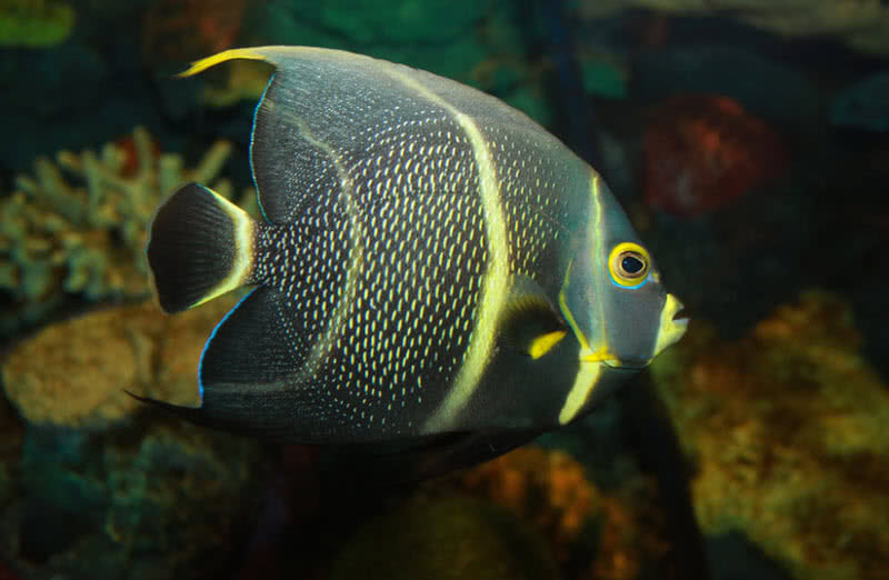 french angelfish