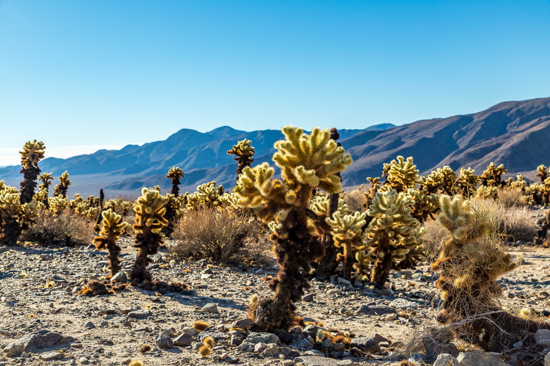 jumping cholla